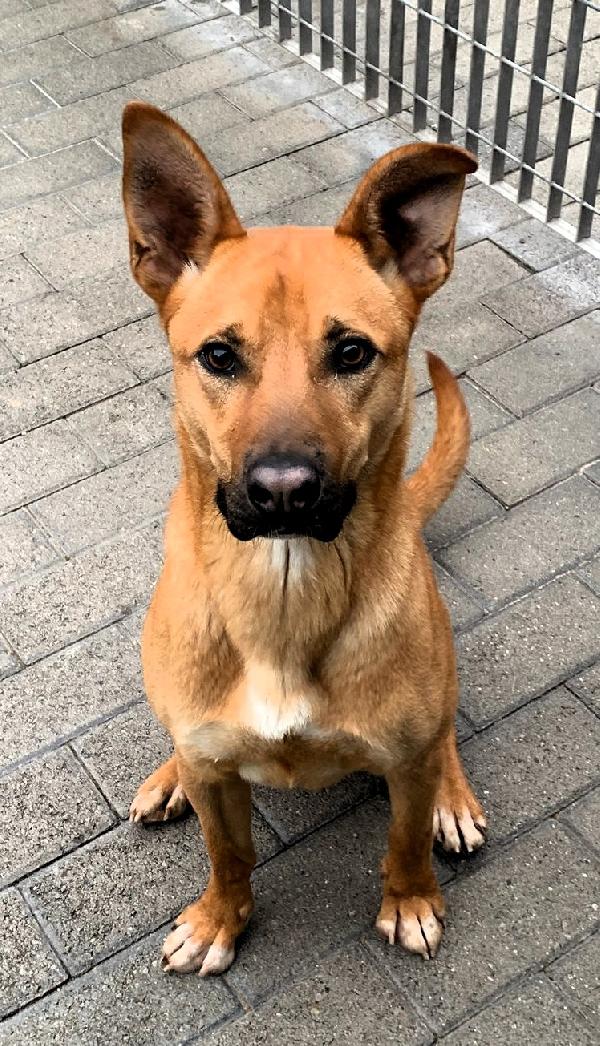 SIMBA LUPETTO Foto 6